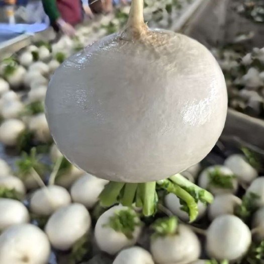 沙洋县圆萝卜