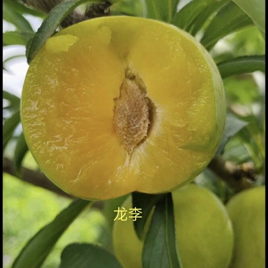 洞口县龙李苗 李子树苗  蜂糖李芽变