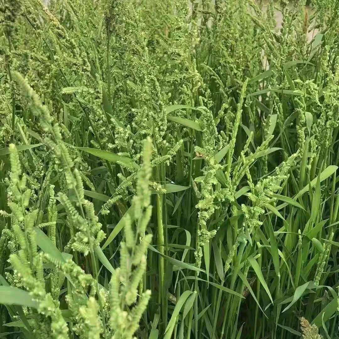 棒棒草种子小龙虾养殖水稗籽苦梗草菵草冬季秋季懒人棒棒草籽虾塘