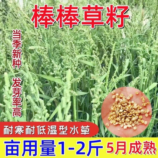 沭阳县棒棒草种子小龙虾养殖水稗籽苦梗草菵草冬季秋季懒人棒棒草籽虾塘