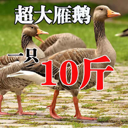 松原雁鹅查干湖雁鹅 东北散养雁鹅 雁鹅鹅肉非白条鹅 送礼 礼盒装