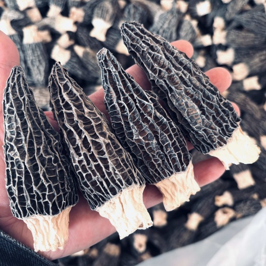 随县精品头茬肉厚原干剪柄羊肚菌产地批发一斤包邮