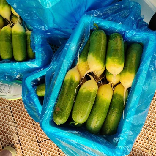 水果萝卜，青萝卜大量供应