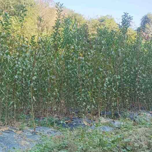 镇宁县原产地蜂糖李果苗销售