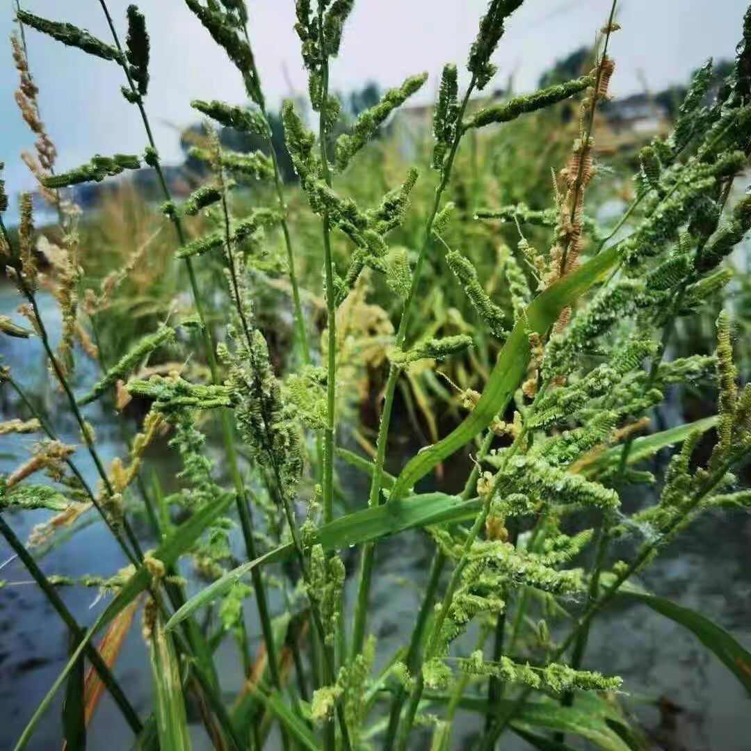 棒棒草种子小龙虾养殖水稗籽苦梗草菵草冬季秋季懒人棒棒草籽虾塘