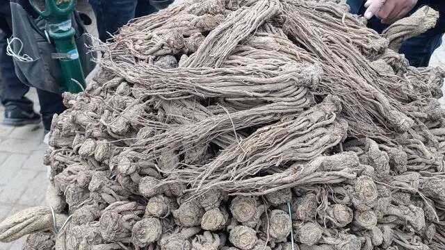 岷县甘肃岷县产优质当归药材批发
