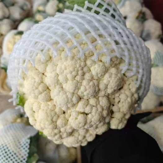 滦南县河北菜花一手货源供应市场商超电商量大从优