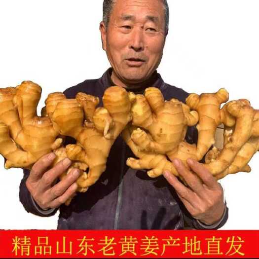 沂水县2024年新黄姜上市（块大颜色好）（全国代发，货到付款）