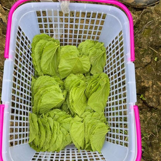 新鲜桑叶