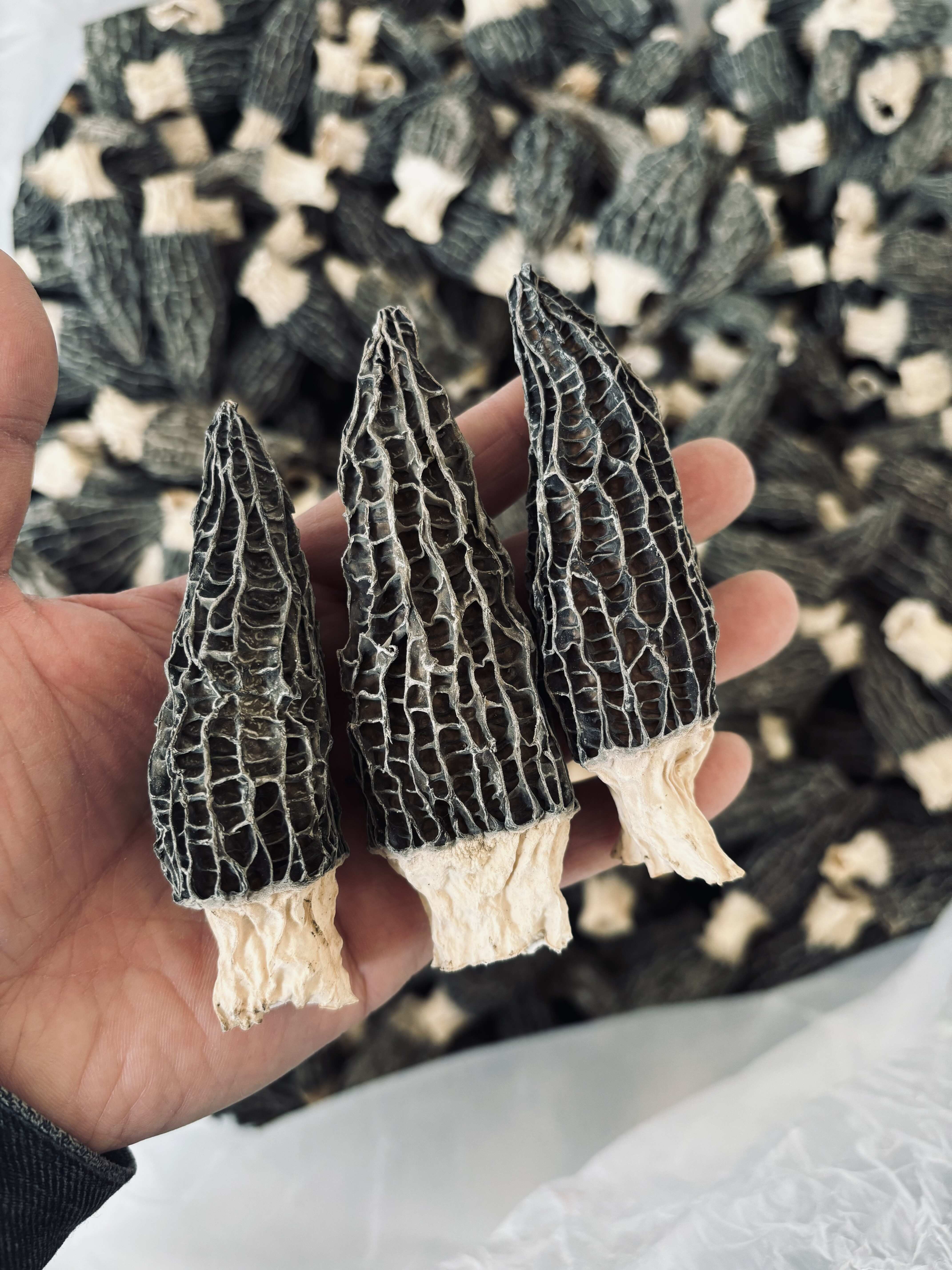 精品头茬肉厚原干剪柄羊肚菌产地批发一斤包邮