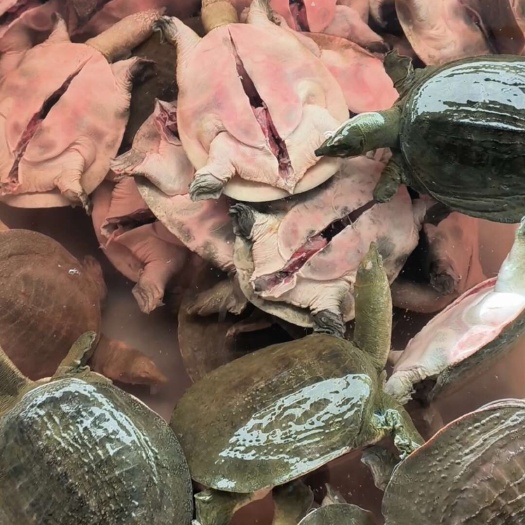 半成品卤甲鱼，鲜活现杀，去皮去内脏去油，可预订规格