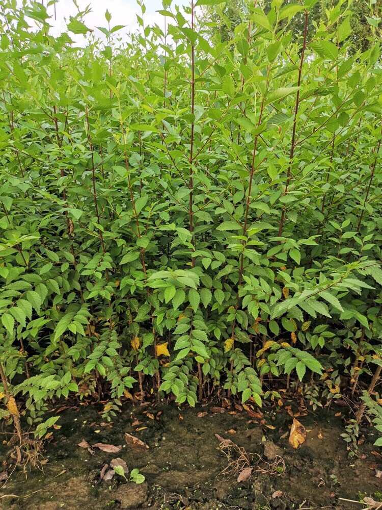 庭院树苗榆钱树苗榆树苗可以吃的榆钱树苗