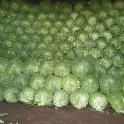 产地甘蓝菜，韩绿，叶子油绿，萱！