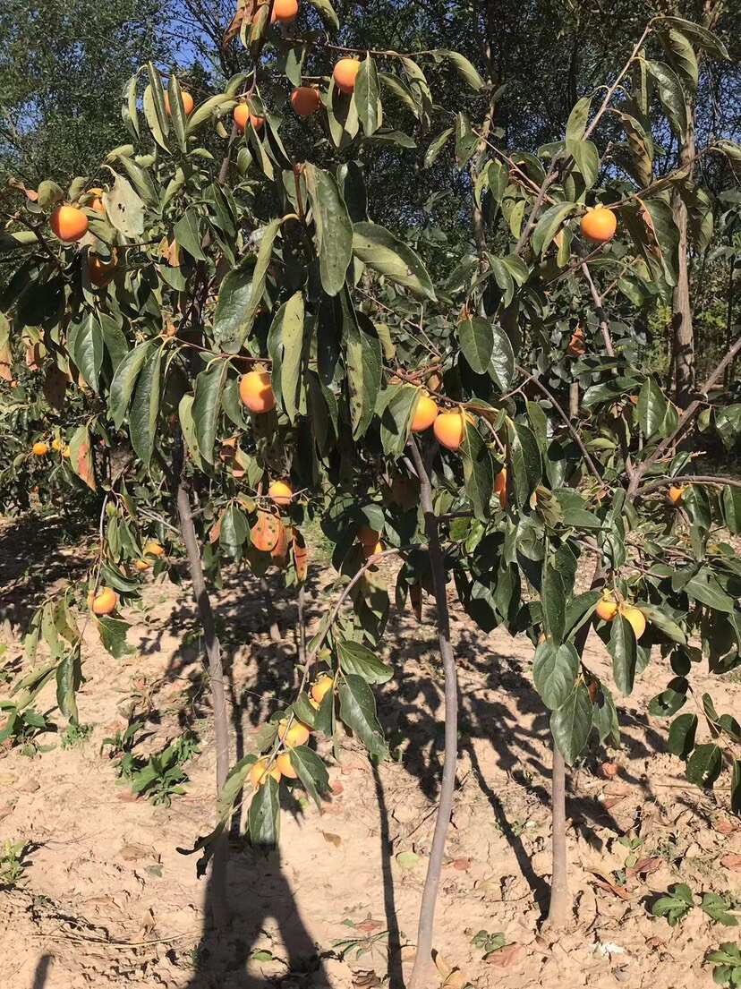 日本甜柿子苗  甜脆柿子树苗自家苗圃种植嫁接甜柿子树苗大量出