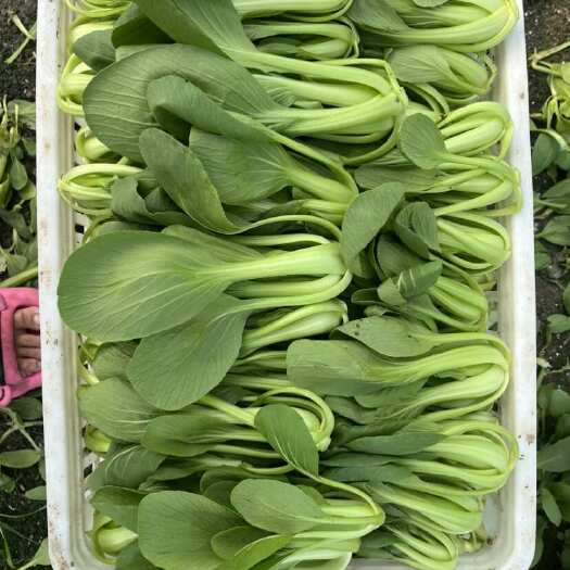 淮安上海青