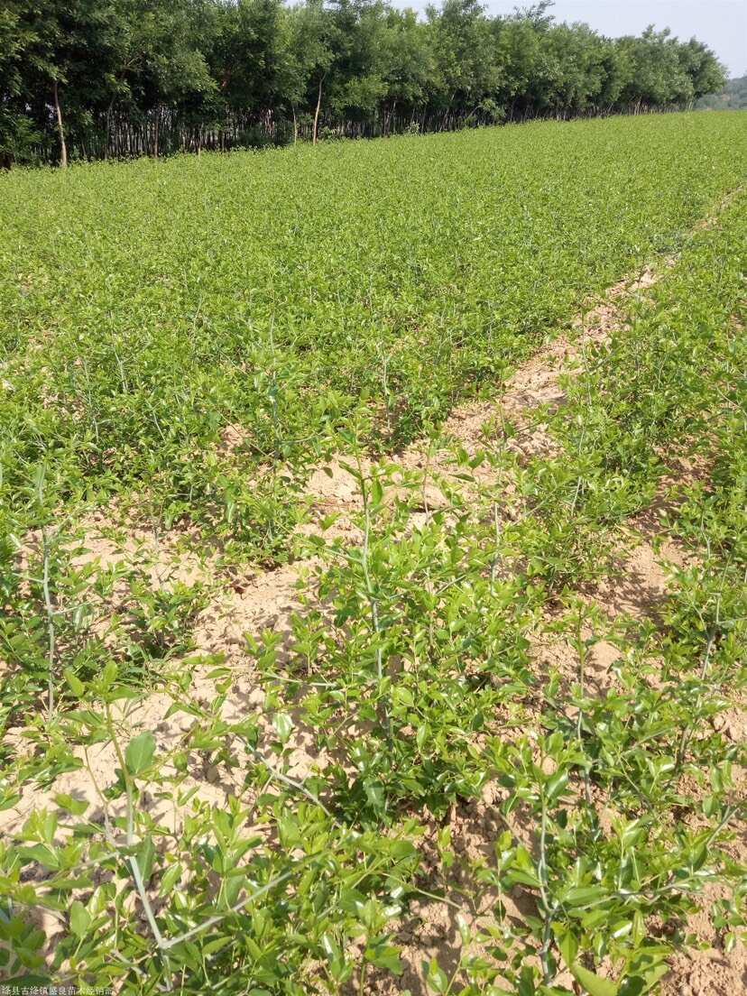 晋酸3号双仁酸枣苗山枣苗南北方种植地栽当年结果