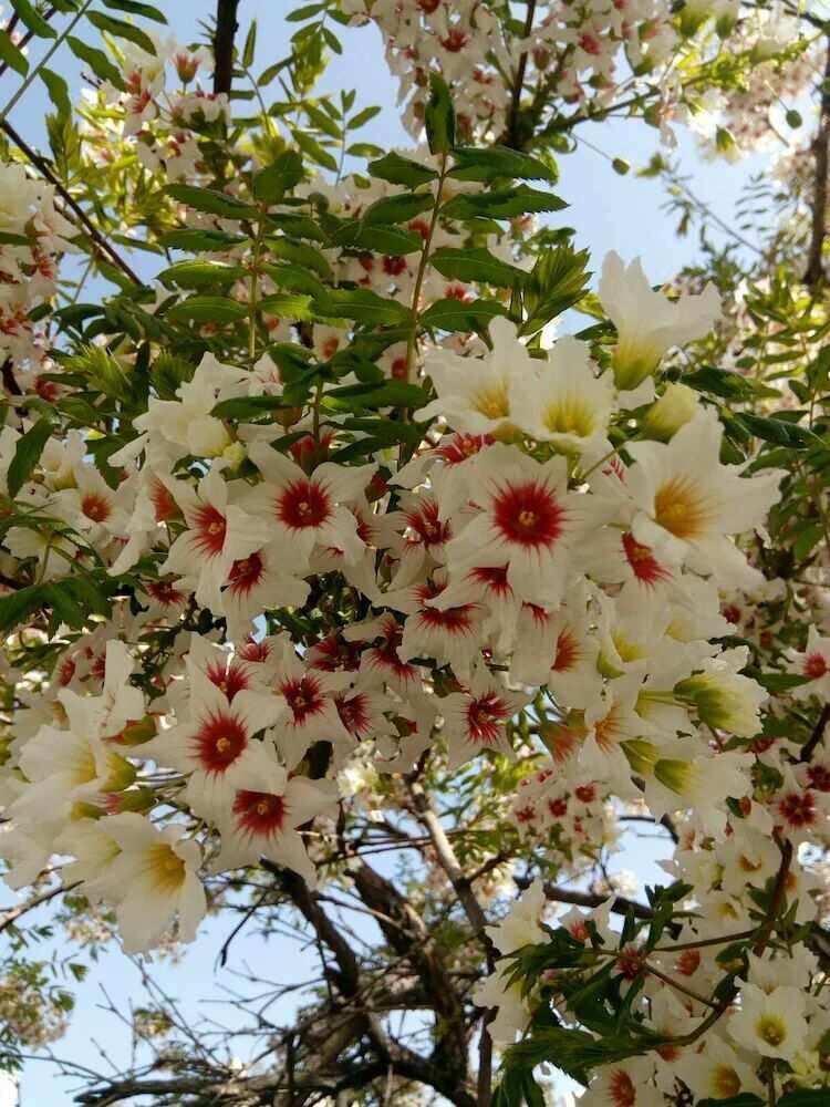 文冠果树苗状元花大树苗盆栽庭院地栽植物四季种植花卉绿植耐寒热