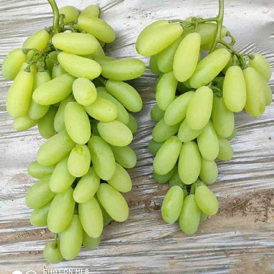 卢龙县金蜜葡萄苗，早熟维多利亚芽变，比维多利亚更早更大更长更甜