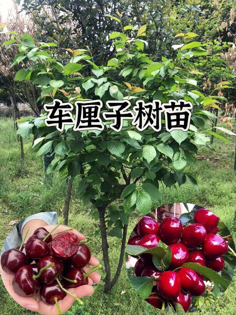 绛县车厘子大樱桃树苗地栽嫁接苗盆栽当年结果南北方种植庭院耐寒