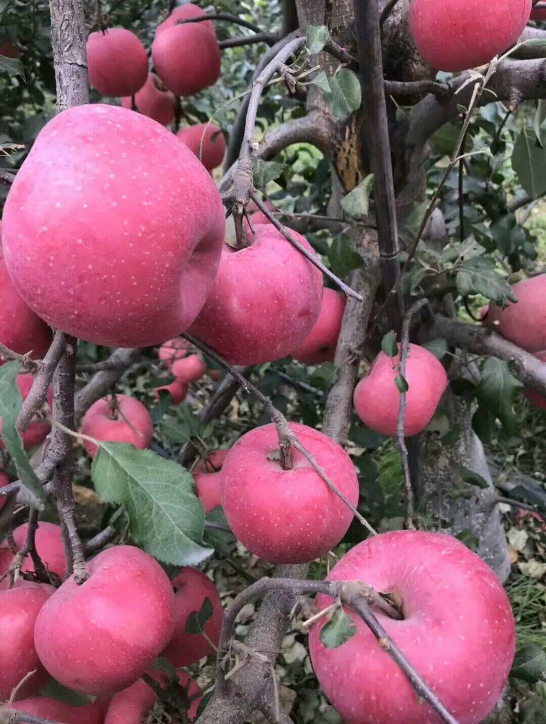 特大苹果树果苗嫁接冰糖心红富士盆栽地栽南北方种植带土当年结果