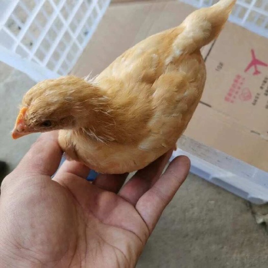 上犹县脱温三黄鸡母鸡脱温半大小鸡土鸡活苗包活到家小鸡苗