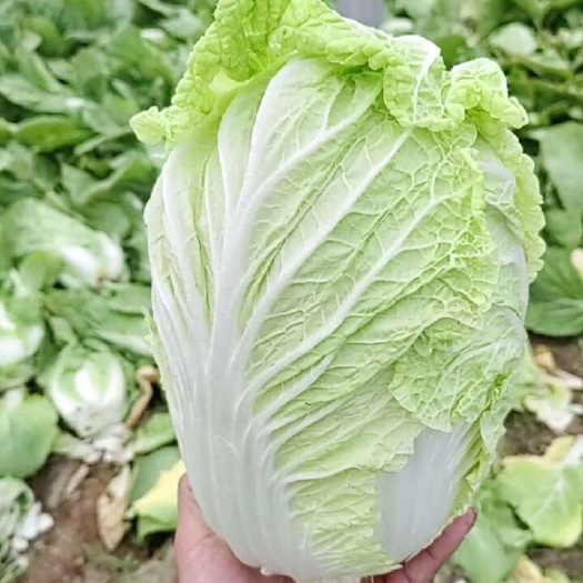 黄心大白菜 山东省临沂市郯城直发 优质叶菜