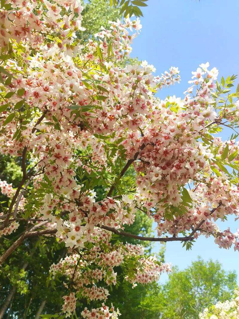 文冠果树苗状元花大树苗盆栽庭院地栽植物四季种植花卉绿植耐寒热