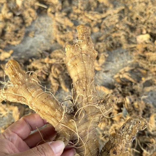 合肥大别山黄精个，黄精片纯无硫，林下种植