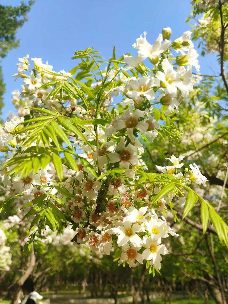 文冠果树苗状元花大树苗盆栽庭院地栽植物四季种植花卉绿植耐寒热