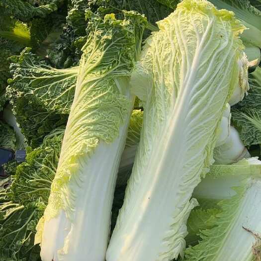 聊城黄心天津绿大白菜薄邦粘汤