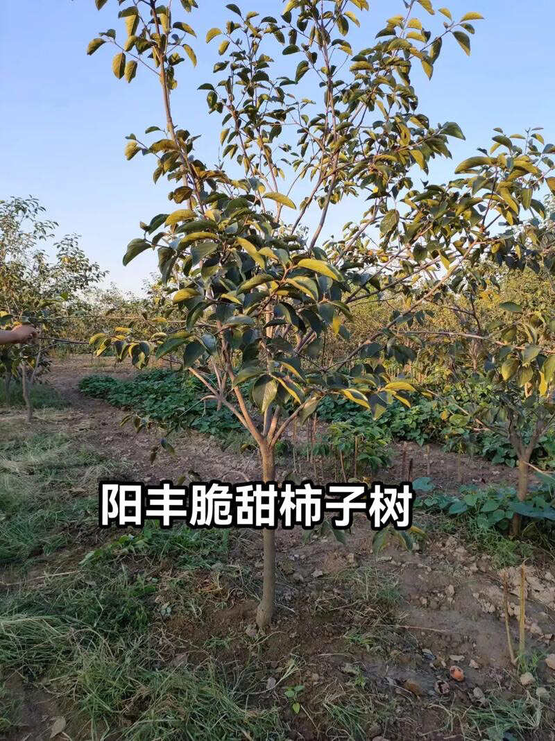 日本甜柿子苗  甜脆柿子树苗自家苗圃种植嫁接甜柿子树苗大量出