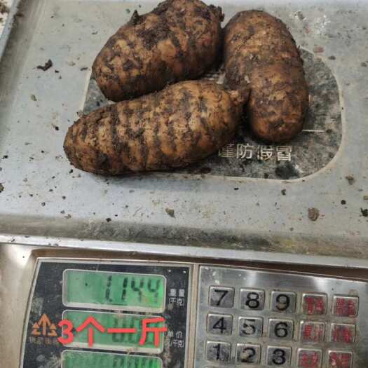 彝良县昭通彝良小草坝乌天麻