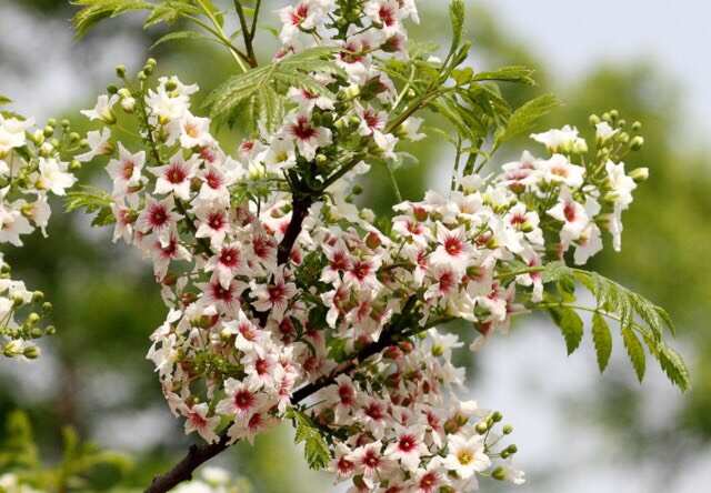 文冠果树苗状元花大树苗盆栽庭院地栽植物四季种植花卉绿植耐寒热
