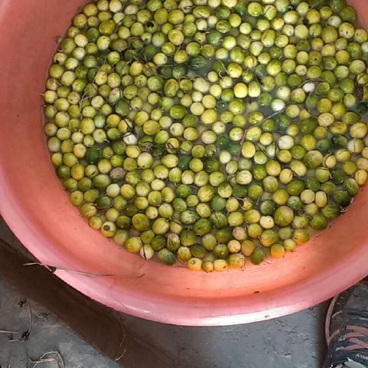马泡瓜