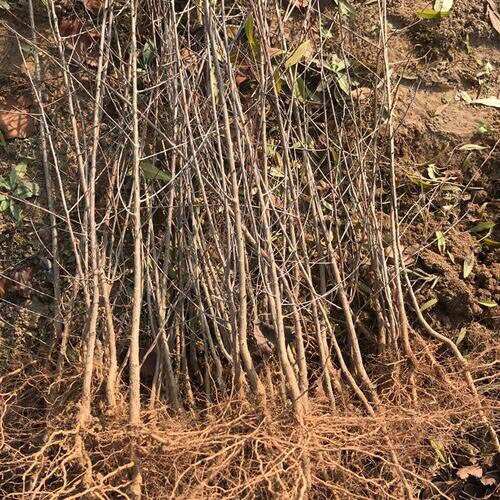 占地砧木用苗毛桃小苗毛桃树苗果树山桃苗紫叶桃苗桃树李子嫁接用