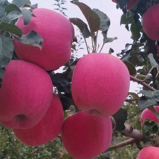苹果