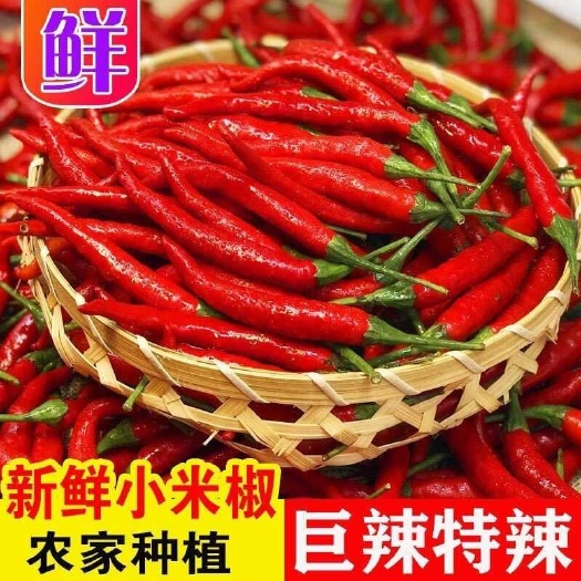 云南高原露天小米椒朝天椒大量上市了，可对接电商团购社区市场