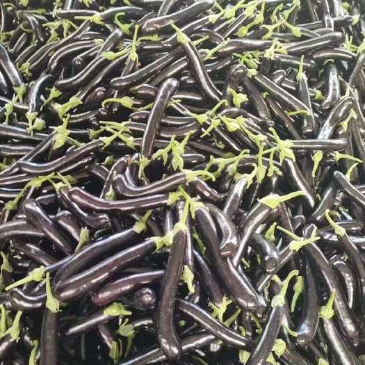 精品黑茄大量上市中