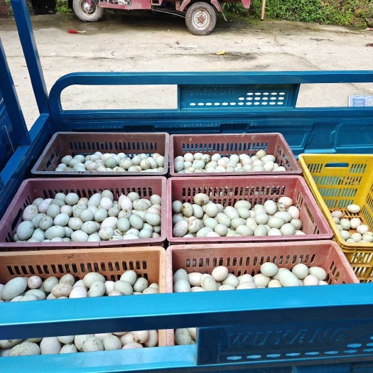 龙泉市生鲜鸭蛋