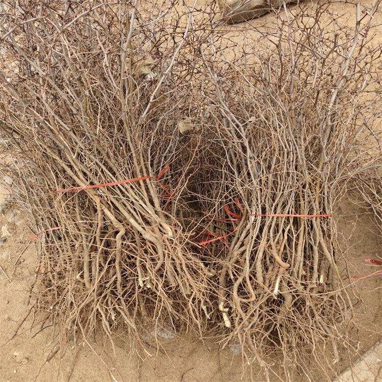 晋酸3号双仁酸枣苗山枣苗南北方种植地栽当年结果