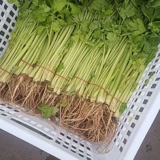 南通西芹