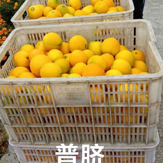 秭归县秭归脐橙产地欢迎您