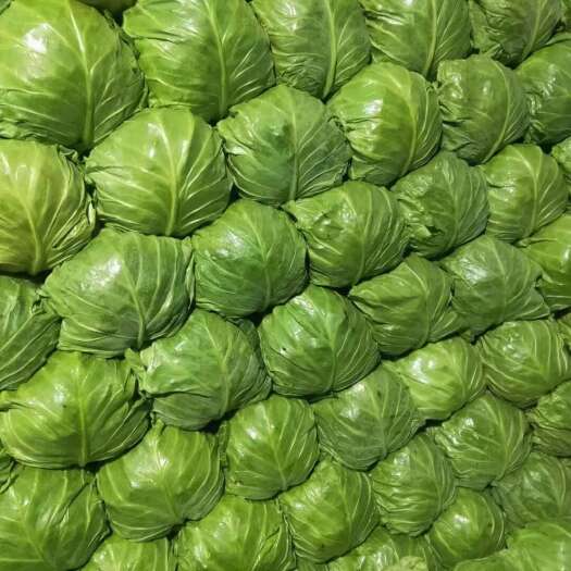 滦南县河北园包菜一手货源供应市场商超电商量大从优