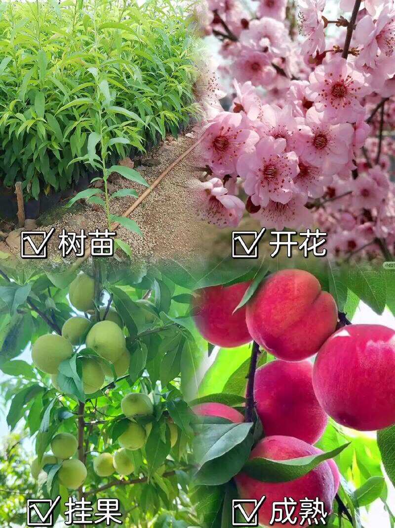 水蜜桃果苗桃树苗嫁接血桃南方北方种植特大冬桃带土庭院地栽盆栽