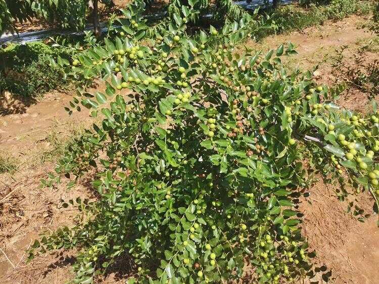 晋酸3号双仁酸枣苗山枣苗南北方种植地栽当年结果