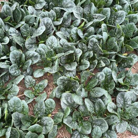 睢县河南趴地菠菜大叶红根矮脚叶肥肉嫩
