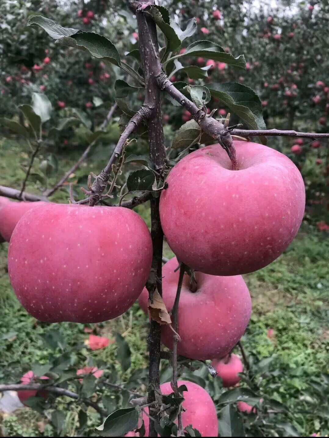 特大苹果树果苗嫁接冰糖心红富士盆栽地栽南北方种植带土当年结果