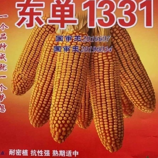 青岛东单1331到货