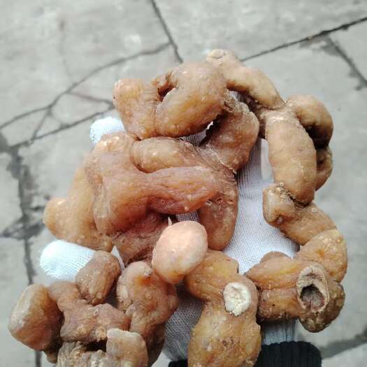 永顺县黄精