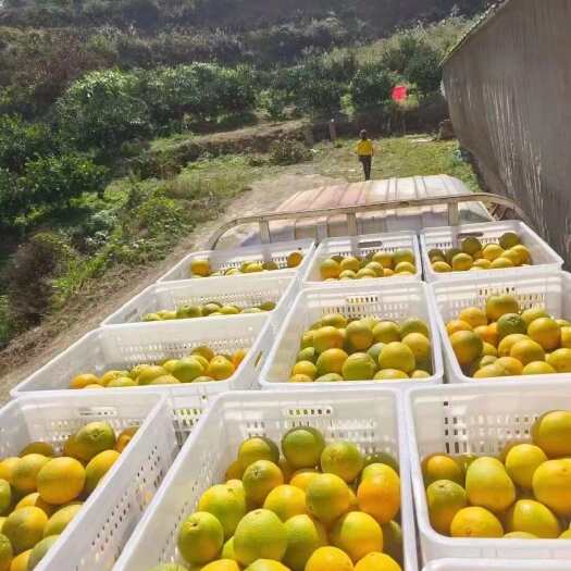 赣南脐橙自家种植产业新鲜可口水分多